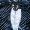 Portrait de Jack Skellington - 2429